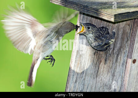 pied flycatcher (Ficedula hypoleuca), female feeding fledgling at nest hole, Finland Stock Photo