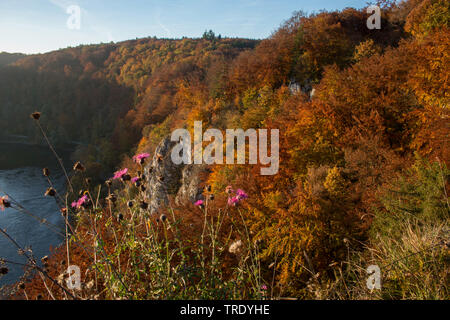 Danube Gorge in autumn, Germany, Bavaria, Niederbayern, Lower Bavaria, NSG Donaudurchbruch bei Weltenburg Stock Photo