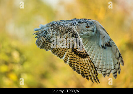 Western Siberian eagle-owl (Bubo bubo sibiricus, Bubo sibiricus), in flight, Germany Stock Photo