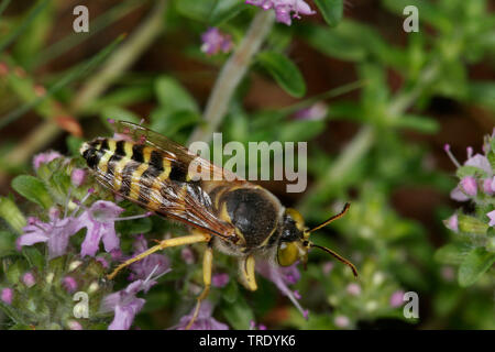 rostrate bembix wasp (Bembix rostrata, Epibembix rostrata), top view, Germany, Bavaria Stock Photo