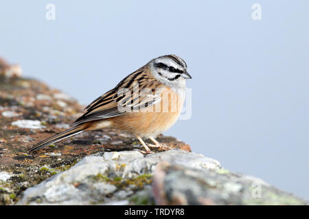 rock bunting (Emberiza cia), male, Spain, Extremadura Stock Photo