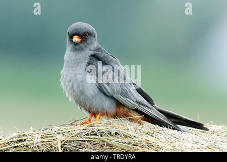 western red-footed falcon (Falco vespertinus), adult male, Hungary Stock Photo