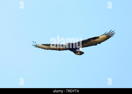 verreaux's eagle (Aquila verreauxii), in flight, Oman Stock Photo
