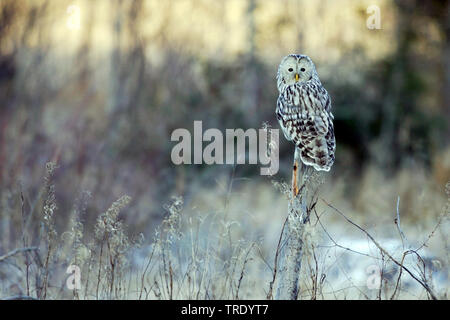 ural owl (Strix uralensis liturata, Strix liturata), in winter, Finland Stock Photo