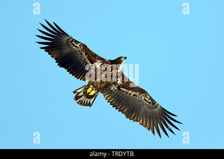 Juvenile White-tailed Eagle / Sea Eagle / Erne (Haliaeetus albicilla ...