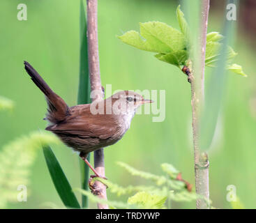 Cetti's warbler (Cettia cetti), perching on a twig in spring, side view, Netherlands, Overijssel Stock Photo