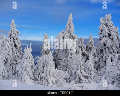 snow-covered trees on mountain Klinovec, Czech Republic, Erz Mountains, Klinovec Stock Photo