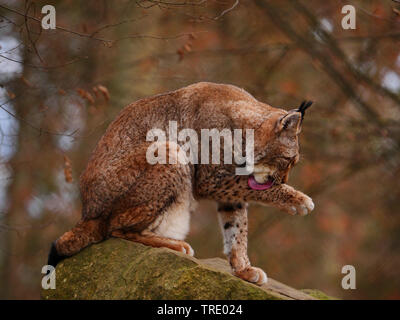 Eurasian lynx (Lynx lynx), sitting on a rock in a forest and licking its paw, side view, Germany, Saxony Stock Photo
