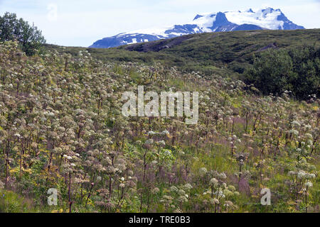 Garden angelica (Angelica archangelica), blooming, Norway Stock Photo