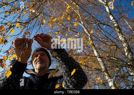 common birch, silver birch, European white birch, white birch (Betula pendula, Betula alba), harvesting of birch buds in autumn for curing, Germany Stock Photo