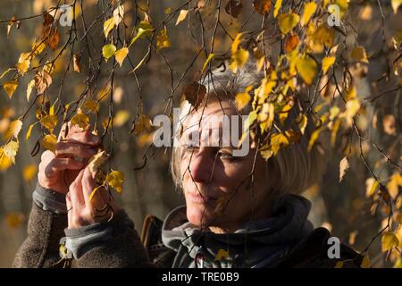 common birch, silver birch, European white birch, white birch (Betula pendula, Betula alba), harvesting of birch buds in autumn for curing, Germany Stock Photo