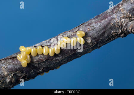 Kentish glory (Endromis versicolora), eggs on a branch, Germany Stock Photo