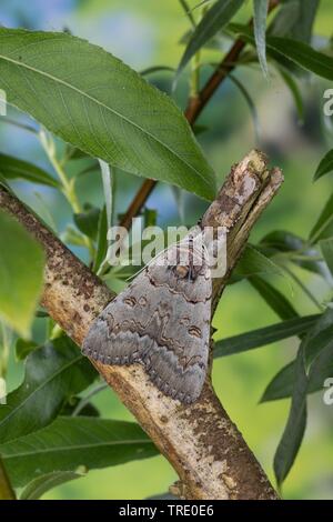 Polish Red (Catocala pacta), sitting on a branch, view from above, Germany Stock Photo