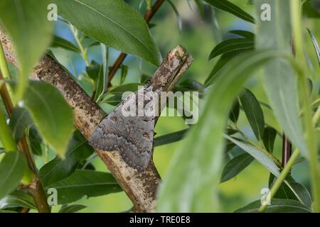 Polish Red (Catocala pacta), sitting on a branch, view from above, Germany Stock Photo