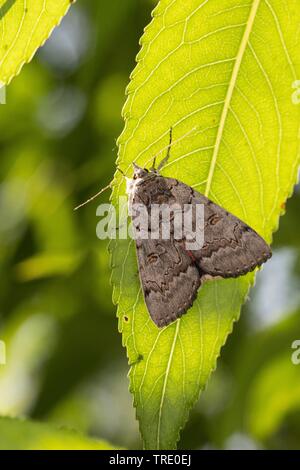 Polish Red (Catocala pacta), sitting on a leaf, view from above, Germany Stock Photo