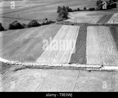 flocks of sheep with shepherd on a road in field landscape, historical aerial photo, 11.09.1963, Germany, Bavaria Stock Photo