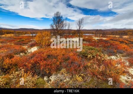 Smooth dwarf birch, Dwarf birch, Dwarf-birch (Betula nana), autumn at lake Kringluttjonne on Dovrefjell, Norway, Oppland, Dovrefjell Sunndalsfjella National Park Stock Photo