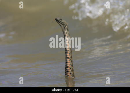 dice snake (Natrix tessellata), swimming, Romania Stock Photo