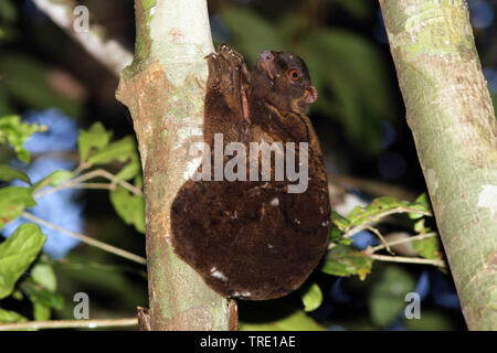 Philippine flying lemur, colugo (Cynocephalus volans), at a tree trunk, Philippines Stock Photo