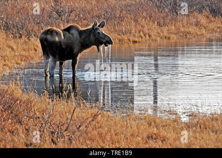 Alaska moose, Tundra moose, Yukon moose (Alces alces gigas, Alces gigas), female drinks, USA, Alaska Stock Photo