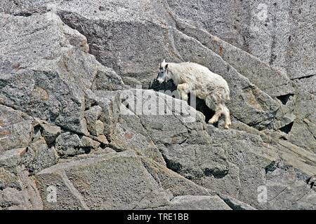 Mountain goat (Oreamnos americanus), climbing on a rock wall, USA, Alaska Stock Photo