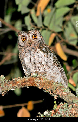 African scops owl (Otus senegalensis), sitting on a branch, Uganda Stock Photo