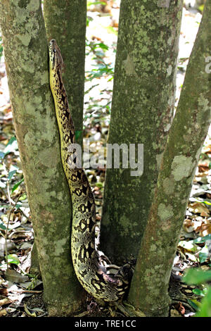 Dumeril's boa (Acrantophis dumerili, Boa dumerili), at a tree trunk, Madagascar, Fort Dauphin, Berenty Stock Photo