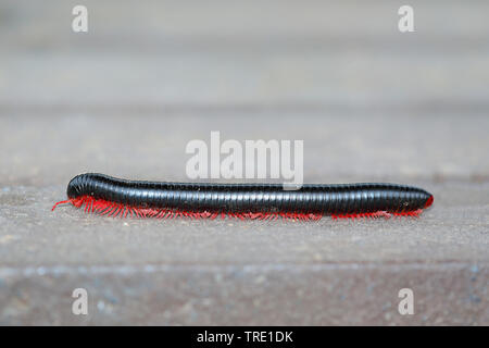 Giant African millipede (Archispirostreptus gigas, Spirostreptus gigas, Spirostreptus giganteus), full-length portrait, side view, South Africa, Eastern Cape, Addo Elephant National Park Stock Photo