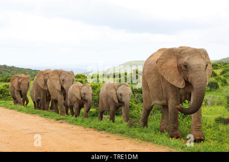African elephant (Loxodonta africana), herd walking along the roadside, South Africa, Eastern Cape, Addo Elephant National Park Stock Photo