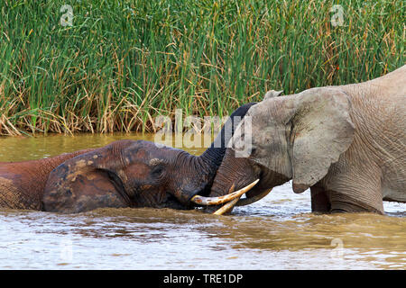 African elephant (Loxodonta africana), in the water fighting bulls, side view, South Africa, Eastern Cape, Addo Elephant National Park Stock Photo
