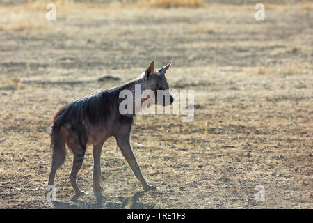 brown hyena (Hyaena brunnea, Parahyaena brunnea), young animal, side view, South Africa, Kgalagadi Transfrontier National Park Stock Photo