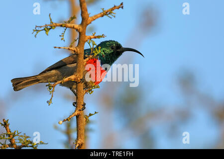 greater double-collared sunbird (Nectarinia afra), male on a branch, South Africa, Addo Elephant National Park Stock Photo