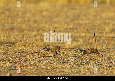 suricate, slender-tailed meerkat (Suricata suricatta), two running suricates in the savannah, side view, South Africa, Kgalagadi Transfrontier National Park Stock Photo