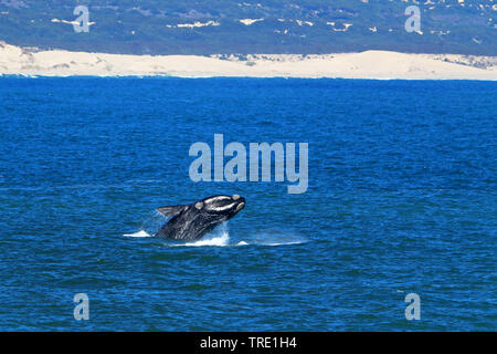 southern right whale (Eubalaena australis, Balaena glacialis australis), jumping, South Africa Stock Photo