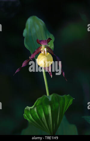 Lady's slipper orchid (Cypripedium calceolus), blooming, Sweden, Oeland Stock Photo