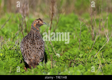 greywing francolin (Francolinus africanus), sitting in grassland, South Africa, Western Cape, West Coast National Park Stock Photo