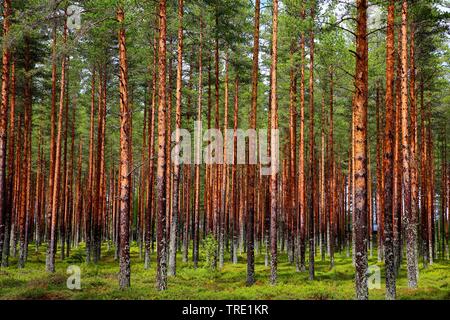 Scotch pine, Scots pine (Pinus sylvestris), spruce forest, Finland, Ahmasjaervi, Utajaervi Stock Photo