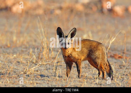Bat-eared fox (Otocyon megalotis), standing in savanna, South Africa, Kgalagadi Transfrontier National Park Stock Photo