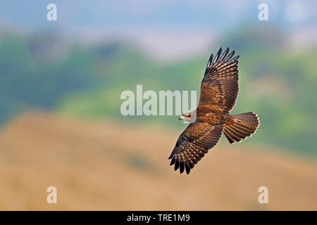 Eurasian buzzard (Buteo buteo), flying, top view, Spain, Andalusia Stock Photo