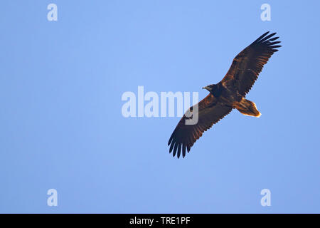 Egyptian vulture (Neophron percnopterus), in flight, in juvenile plumage, Spain, Tarifa Stock Photo