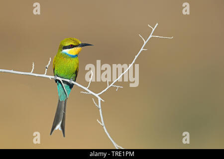 swallow-tailed bee eater (Merops hirundineus), sitting on a branch, South Africa, Kgalagadi Transfrontier National Park Stock Photo