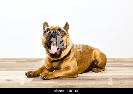 French Bulldog (Canis lupus f. familiaris), male dog lies on the floor and yawning, Germany Stock Photo