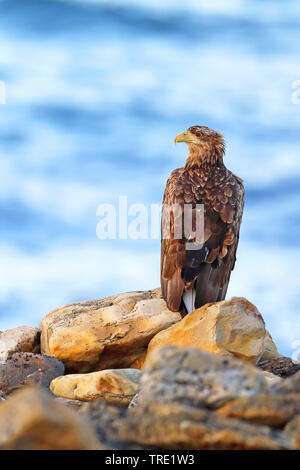 white-tailed sea eagle (Haliaeetus albicilla), juvenile sitting at the coast, Norway, Varanger Peninsula Stock Photo