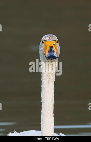 whooper swan (Cygnus cygnus), swimming, portrait, Norway, Batsfjord Stock Photo