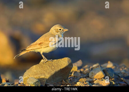 desert lark (Ammomanes deserti), standing on the ground, Morocco, Rissani Stock Photo