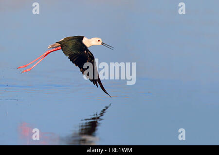 black-winged stilt (Himantopus himantopus), starting from water, Spain, Andalusia, Sanlucar Stock Photo