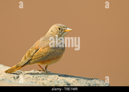 desert lark (Ammomanes deserti), sitting on a stone, Morocco Stock Photo