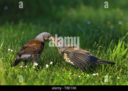 fieldfare (Turdus pilaris), adult bird feeding young bird with an earth worm, Sweden, Oeland Stock Photo