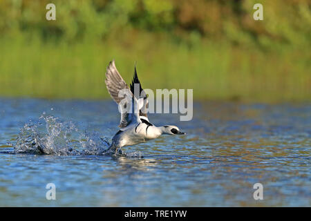 smew (Mergellus albellus, Mergus albellus), male starting from water, Sweden, Kramfors Stock Photo