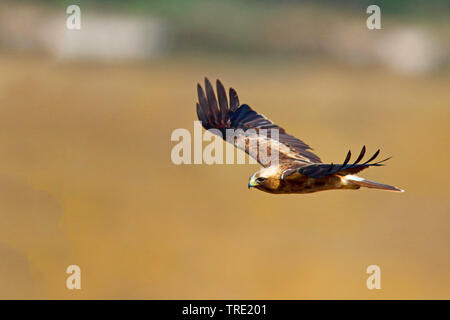 booted eagle (Hieraaetus pennatus), in flight, Spain, Andalusia Stock Photo